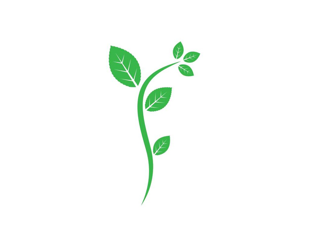 mint leaf illustration vector template - Vector, Image