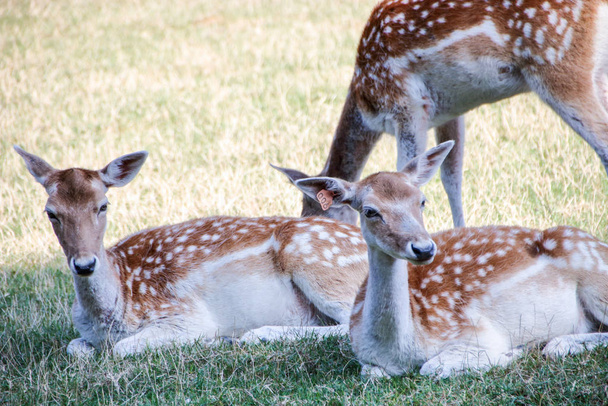 a family of deers - Фото, изображение