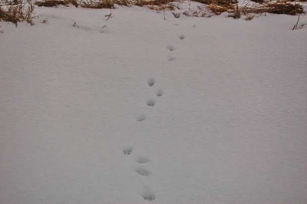 Stopy zvířat ve sněhu. - Fotografie, Obrázek
