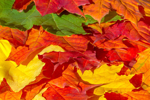 красный и желтый кленовые листья на белом фоне. Когда лива
 - Фото, изображение