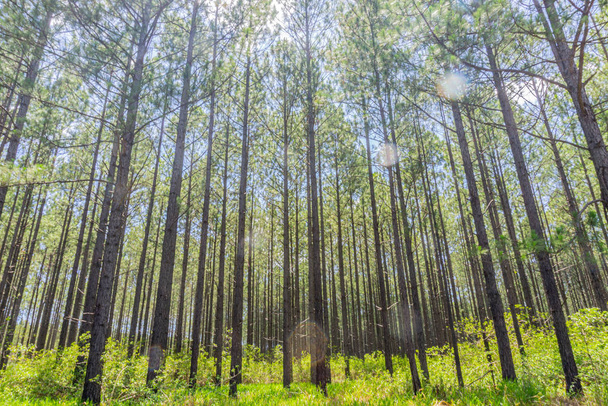 Forêt de pins vue de bas angle
. - Photo, image