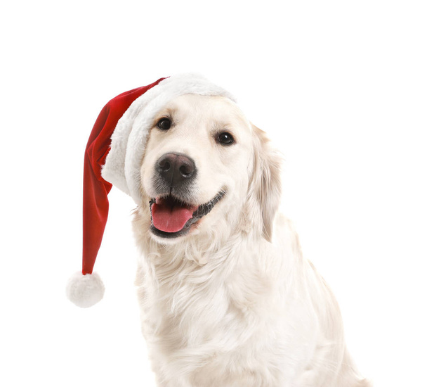 Cute funny dog in Santa hat on white background - Foto, Imagem