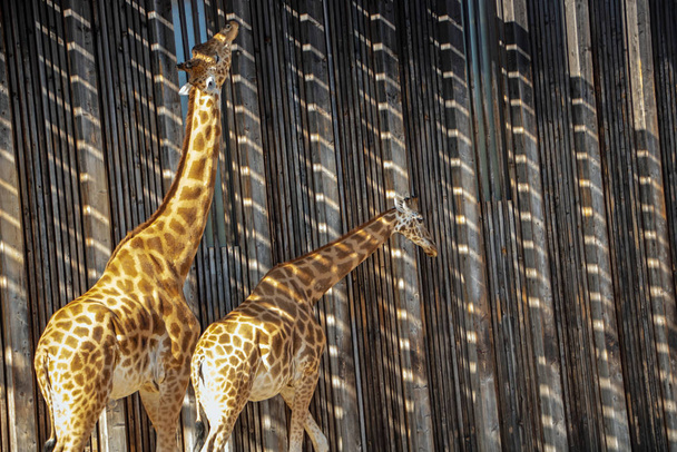 Giraffen - Foto, Bild