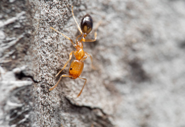 Macro photo de la petite fourmi qui court sur le mur
  - Photo, image