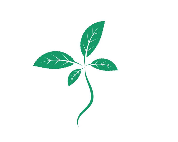 mint leaf illustration vector template - Vector, Image