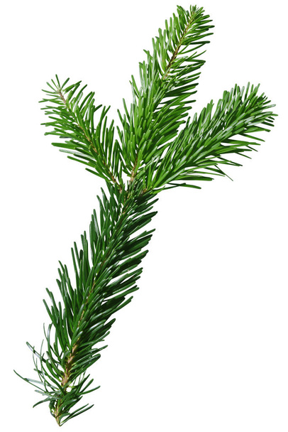Green Douglas Fir Branch isolated on white background - Photo, Image