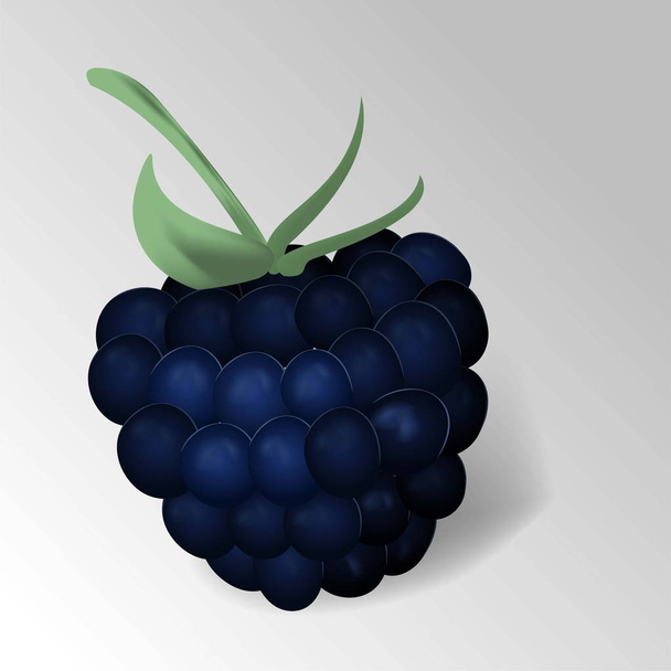 Blackberry on white background. Blackberries isolated. Vector 3d illustration. Raspberry vector icon illustration. Fresh fruit - Vector, Image