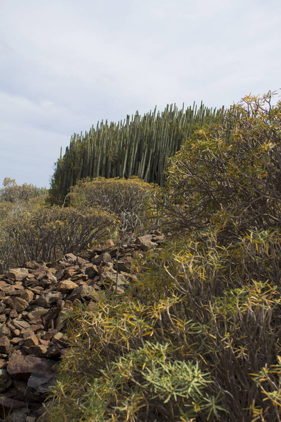 Desert maisema kaktus - Valokuva, kuva