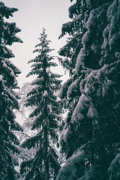 Trees strewn with snow in the winter forest. - Photo, Image