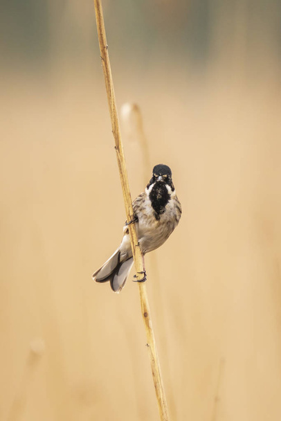 Singing reed bunting bird Emberiza schoeniclus in the reeds on a - Photo, Image