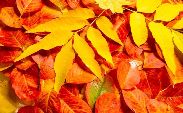 Textur, Hintergrund, Muster, Herbstblätter, hell gesättigte co - Foto, Bild