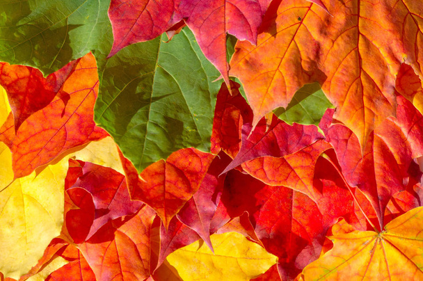 red and yellow maple leaves on a white background. When the leav - Photo, Image