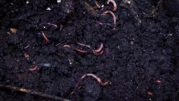 Extreme Nahaufnahme von Regenwürmern, die sich im Boden festhalten.  - Filmmaterial, Video