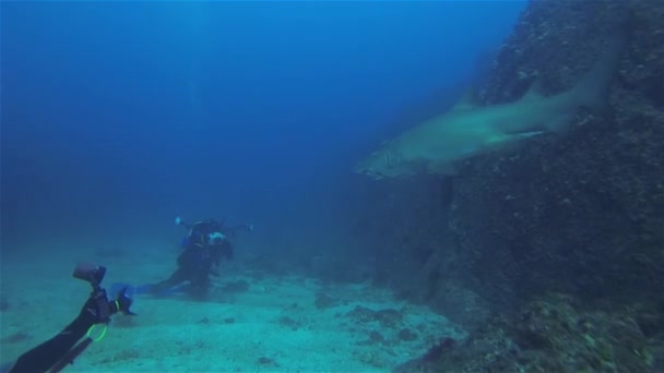 Υποβρύχια φωτογράφοι. Κατάδυσης Σκούμπα & Άνθρωπος Κάμερα. Shark υποβρύχια φωτογραφία - Πλάνα, βίντεο