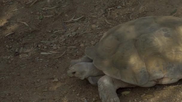A large African tortoise crawls on the ground. Turtle in the vastness of Africa. Animals in the wild - Video, Çekim