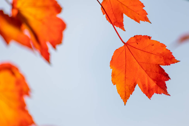 秋には色とりどりの葉がバックライトで輝き、寒い季節には自然の美しい側面としてオレンジ、赤、黄色で太陽の下で葉の静脈を示します。 - 写真・画像