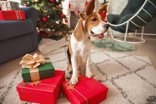 Cute dog with deer horns and gifts in room decorated for Christmas - Фото, изображение