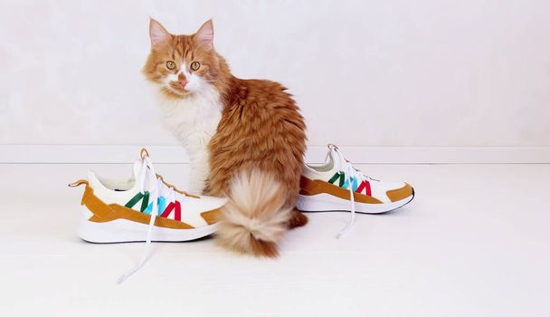 Gato vermelho e tênis
 - Foto, Imagem