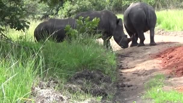 Gruppo di Rinoceronti Bianchi in una Riserva, Uganda, Africa
. - Filmati, video