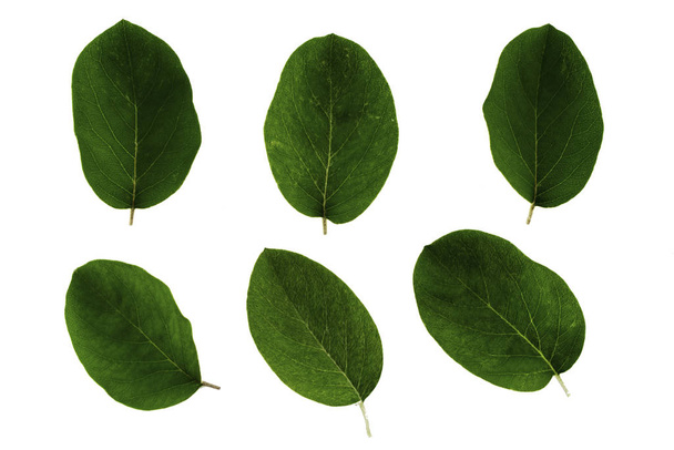 Satz von grünen Blättern der Quitte isoliert auf weißem Hintergrund - Foto, Bild