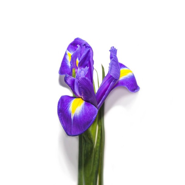 Iris flower on white background - Фото, зображення