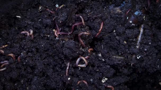 Extreme Nahaufnahme von Regenwürmern, die sich im Boden festhalten.  - Filmmaterial, Video