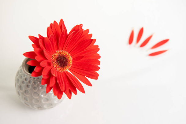 Gazania κόκκινο λουλούδι σε ένα λευκό κομψό βάζο. Δημιουργική ακόμα ζωή  - Φωτογραφία, εικόνα
