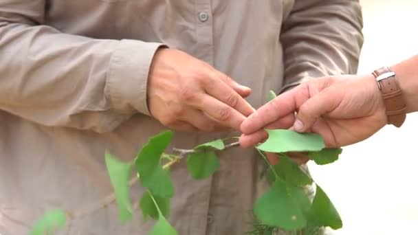 Egy férfi zöld levelű növényt tart a kezében, megtárgyalja a társával, és érzelmeket fejt ki.. - Felvétel, videó