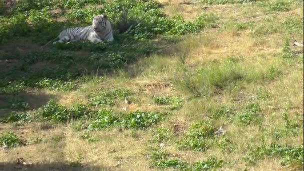 White Bengal tiger sits on the green grass. Tiger in the vastness of Africa. Animals in the wild. An endangered animal species. - Footage, Video