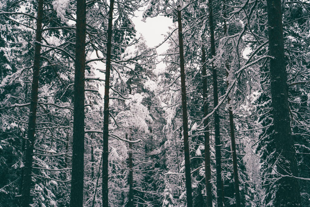 Δέντρα σκορπισμένα με χιόνι στο χειμερινό δάσος. - Φωτογραφία, εικόνα