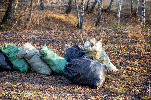 Plastikowe worki na śmieci wyrzucone w naturze pośród brzozy. Słoneczny - Zdjęcie, obraz