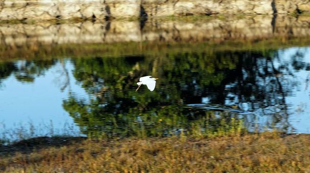 garça branca no rio no pântano
 - Foto, Imagem