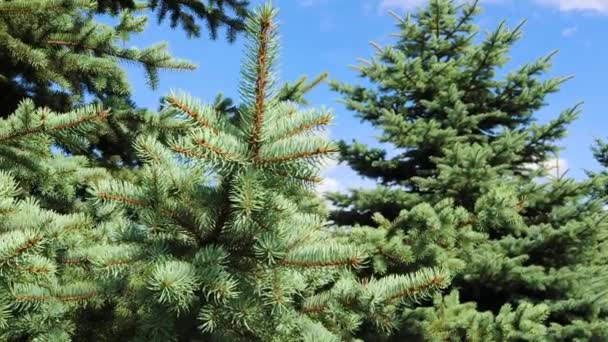 Fluffy spruce paws of a blue fir swaying in the wind against blue sky - Footage, Video