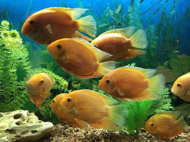 Grands poissons oranges dans l'eau de l'aquarium
 - Photo, image