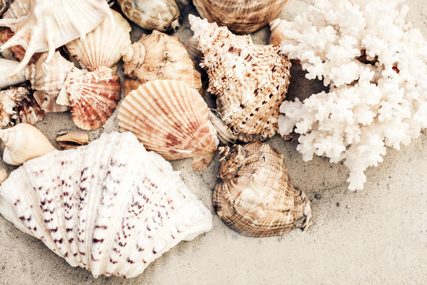 Seashells on the sand, summer beach background, travel concept w - Φωτογραφία, εικόνα