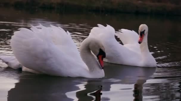 Dos románticos cisnes blancos nadan en el lago cerca de la orilla por la mañana. - Metraje, vídeo