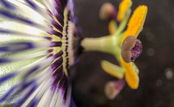 Close up de flor da paixão exótica, Passiflora caerulea
 - Foto, Imagem