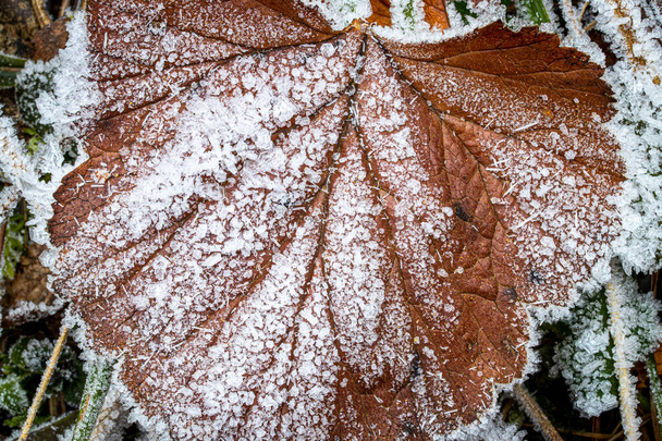Brown fallen leaf covered with hoarfrost in late autumn or early - Photo, Image