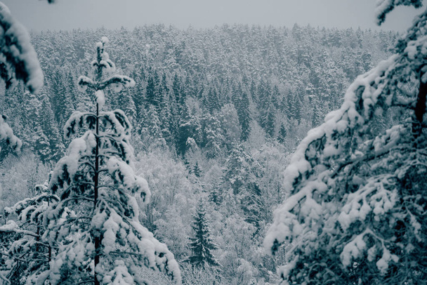 Trees strewn with snow in the winter forest. - Fotografie, Obrázek