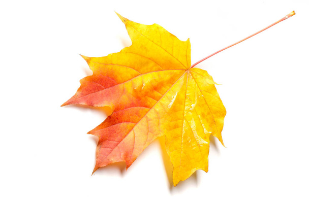 秋の絵画、秋のカエデの葉、白い背に孤高の葉 - 写真・画像