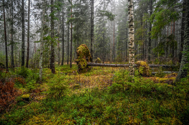 aubaine dans une forêt humide près de Nykroppa Varmland Suède
 - Photo, image