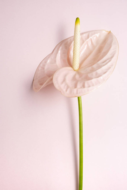 Одиночна рожева квітка Антуріума з простором для копіювання на рожевому фоні з пробілом для копіювання, вид зверху, вертикальна композиція
 - Фото, зображення