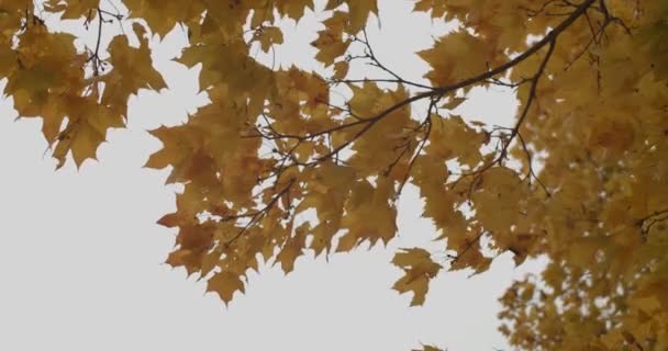 Gelbe Ahornblätter zittern vor trübem Herbstwind vor grauem Himmel. herbstlich buntes Laub aus nächster Nähe an windigen Tagen in Zeitlupe aufgenommen. Bewegung Tapete der saisonalen Natur im Freien - Filmmaterial, Video