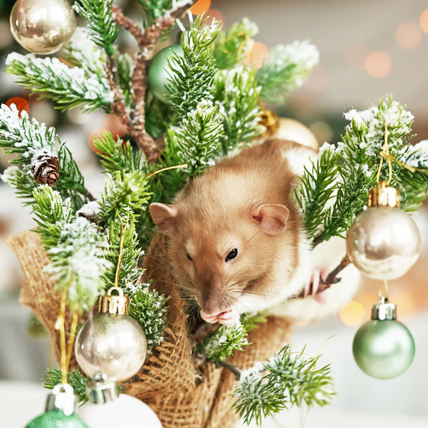 Символ новогодней крысы 2020 года. Год крысы. Китайский Новый 2020 год. Рождественские игрушки, Боке. Крыса на фоне рождественских украшений. Шаблон рождественских открыток - Новый год
 - Фото, изображение