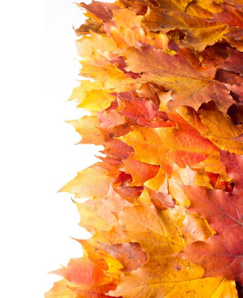 Peinture d'automne, feuilles d'érable d'automne, différentes couleurs. Jaune
,  - Photo, image