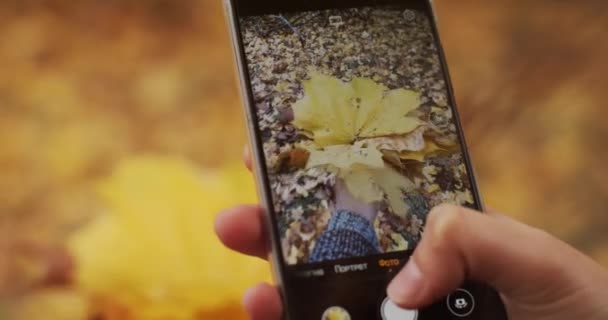 携帯電話で秋の自然を撮影顔のない女性の手の電話画面を閉じます。黄色の花束を屋外ラックフォーカススローモーションの写真を作る認識できない女の子.スマートテクノロジーアプリストア - 映像、動画