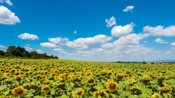 Sunflower And Clouds Time Lapse - Materiaali, video