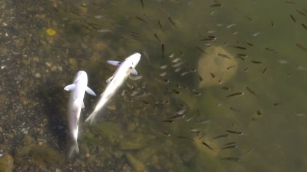  Poissons morts Intoxication par le poisson causée par le rejet de substances toxiques par les usines de la rivière
 - Séquence, vidéo