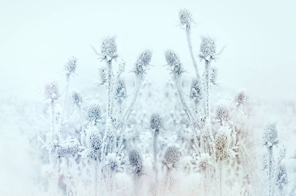  иней на чертополохе - лопух, утренний туман и мороз на лугу
 - Фото, изображение