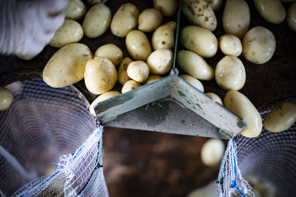 Potato harvest. Packing potatoes into net bags in a farm storage. - 写真・画像